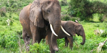 Afrika-Kupasi-Misir-ve-Fildisi-Sahili-Dev-Randevuda-featured