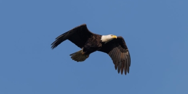 Kartal8217in-Buyuk-Pismanligi-Patrick-Berg-Yukseliste-featured